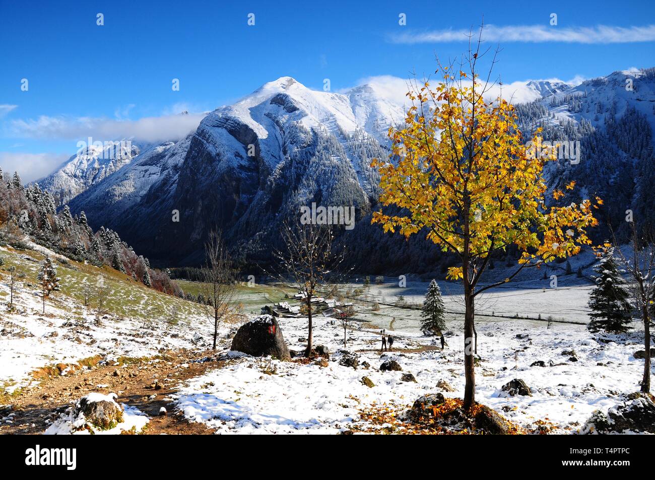 First fall tree during hi-res stock photography and images - Alamy