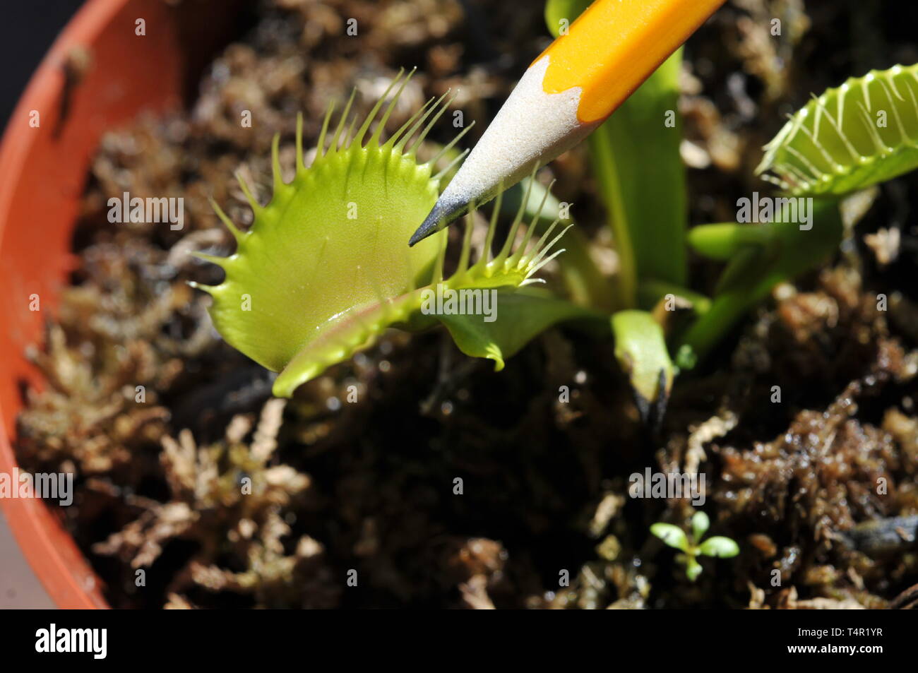Venus flytrap snatching pencil Stock Photo