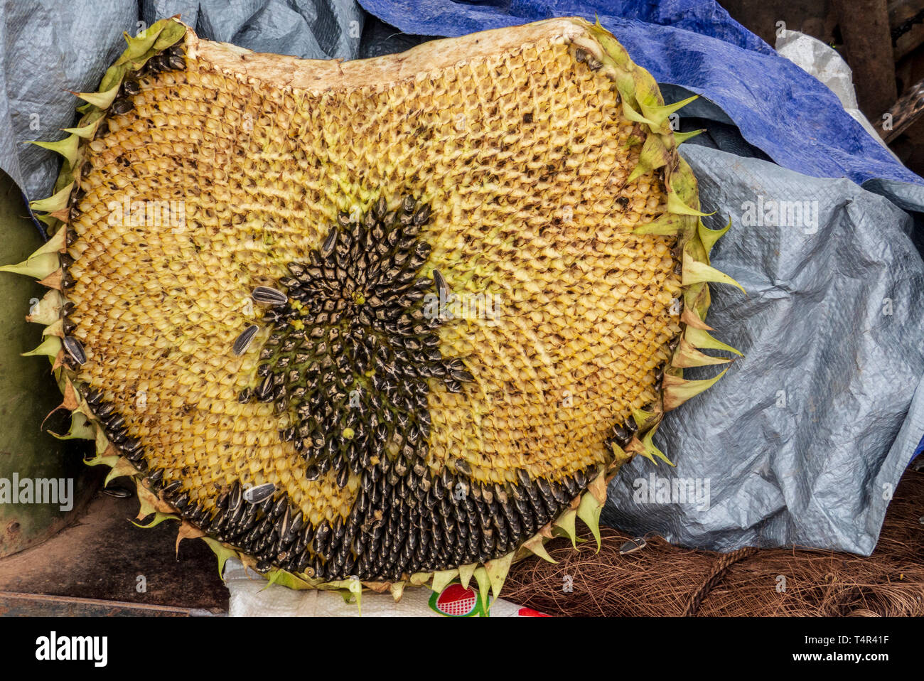 Sunflower seeds in a sunflower. Photographed at Lijiang, Yunnan, China Stock Photo