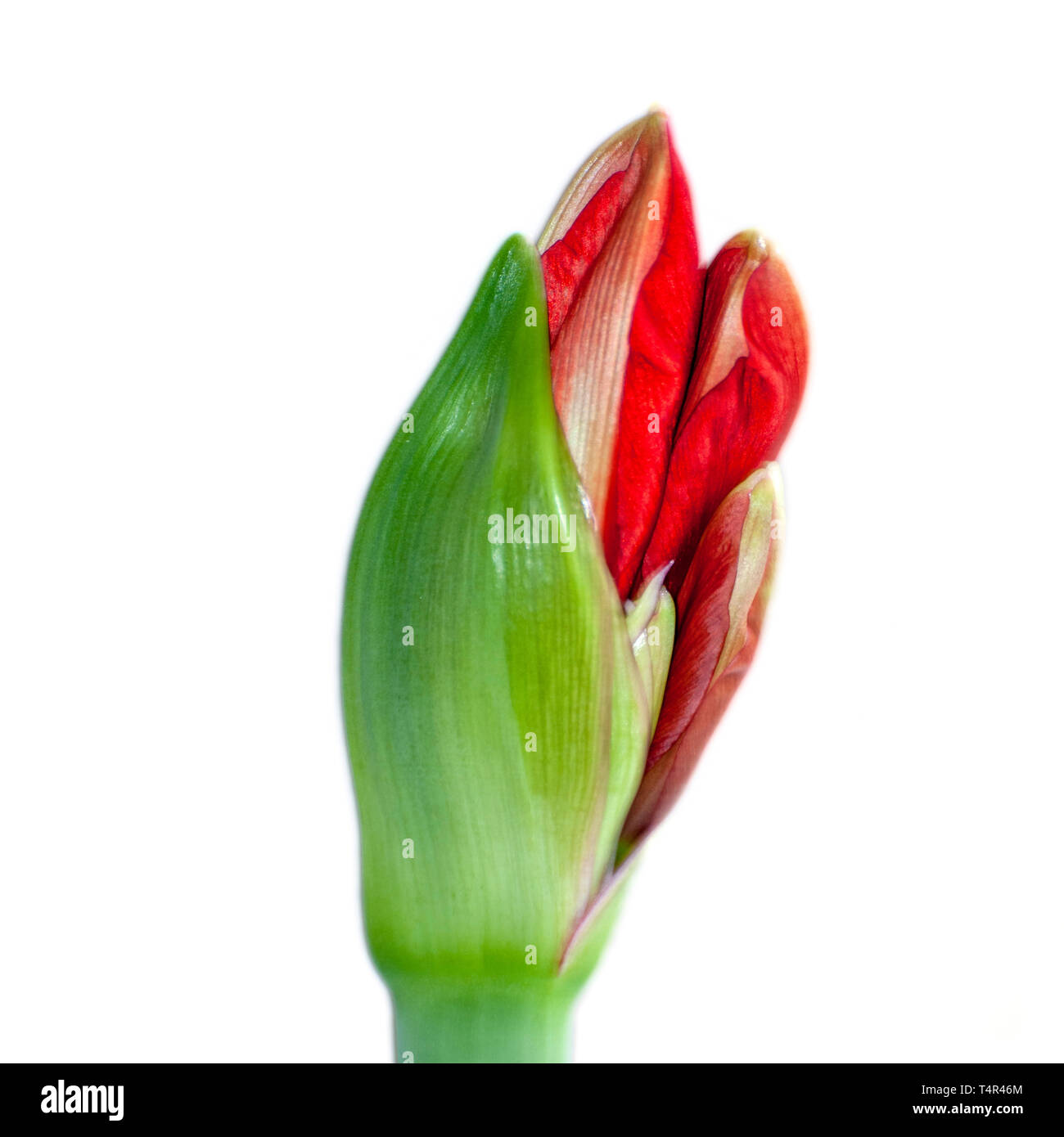 Cut out of a flowering red Hippeastrum flower. (Sometimes called incorrectly, amaryllis). emerging from the bud. Photographed in Israel in March Stock Photo