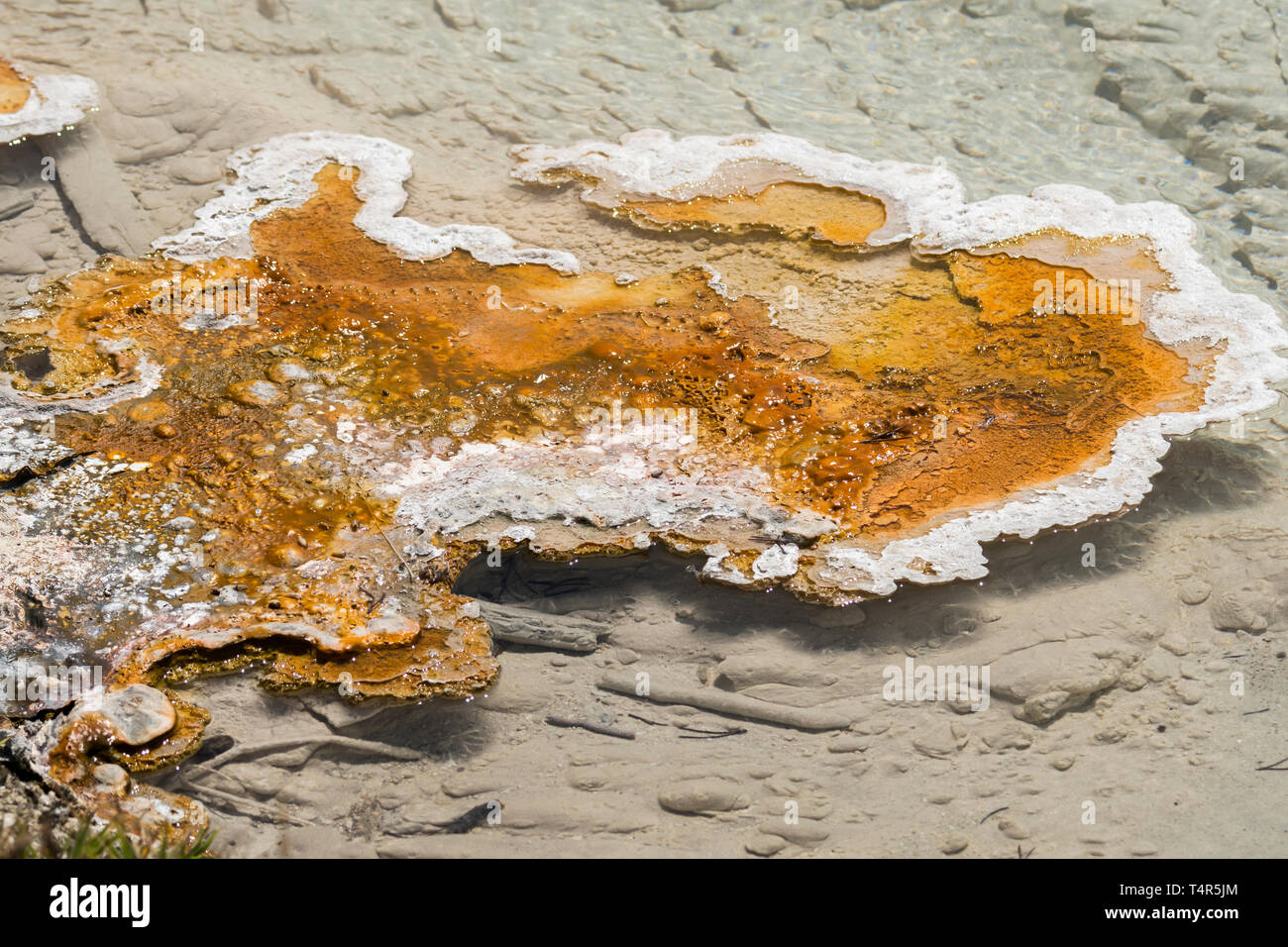 Fountain Paint Pot trail between gayser, boiling mud pools and burnt trees in in Yellowstone National Park  in Wyoming Stock Photo