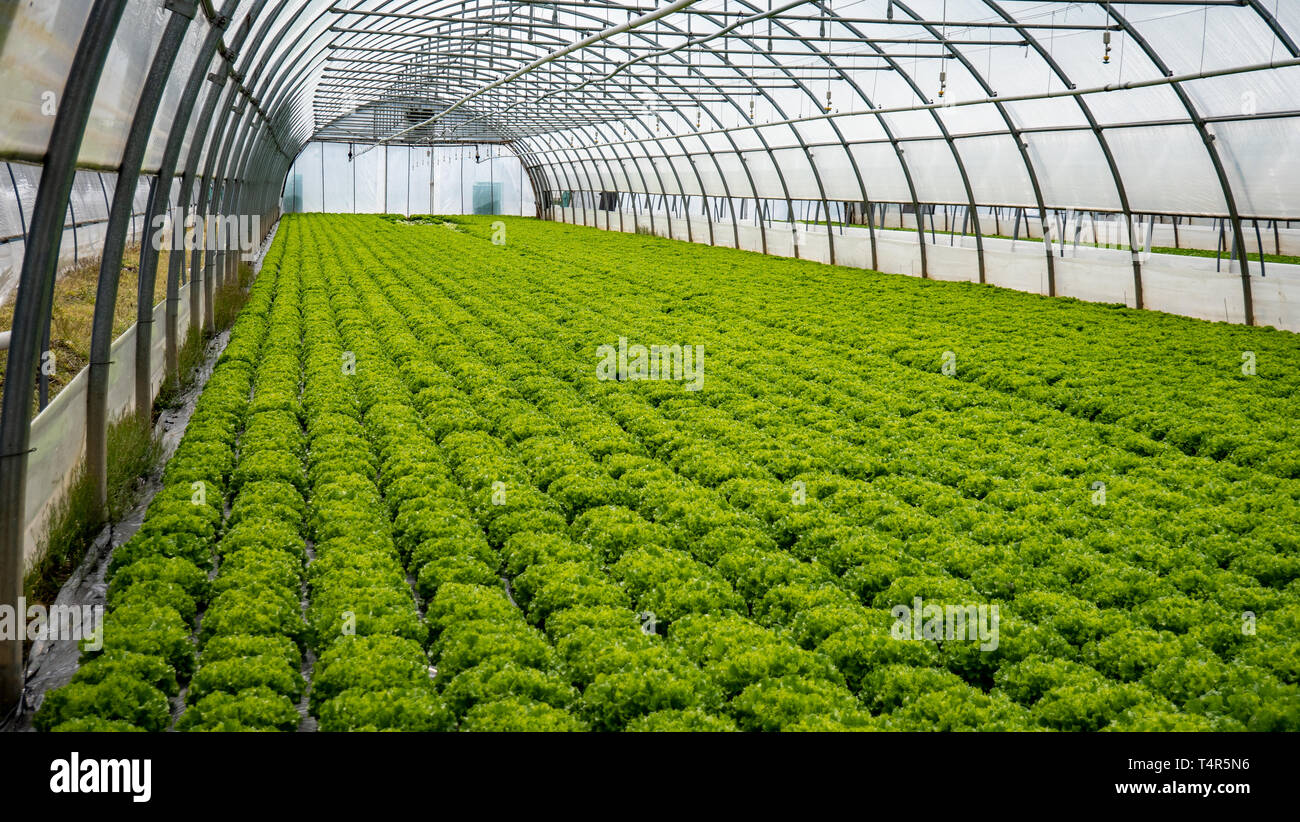 Rows of plants and vegetables grow in a greenhouse Stock Photo
