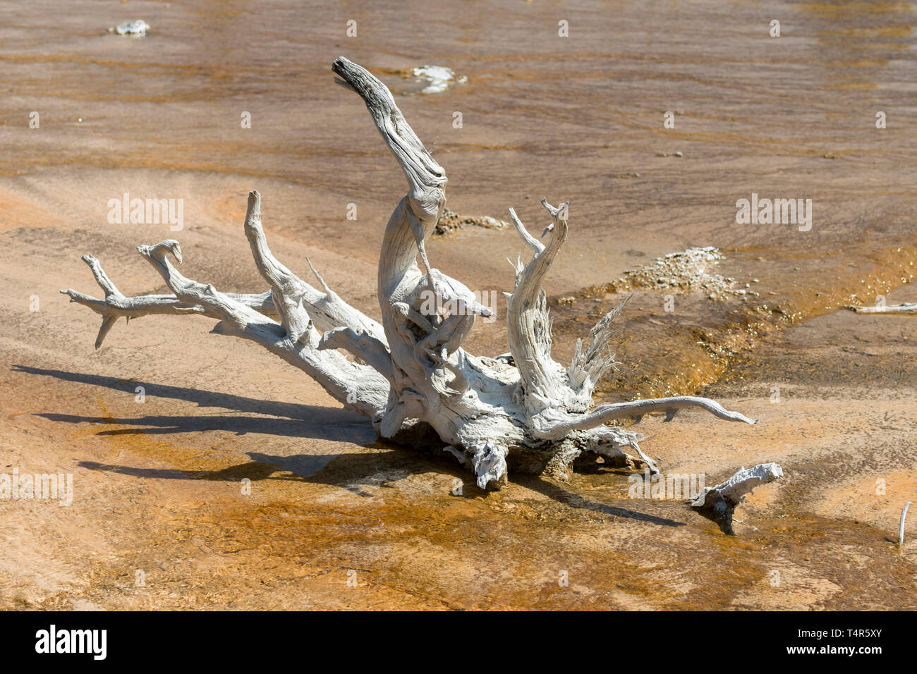 Fountain Paint Pot trail between gayser, boiling mud pools and burnt trees in in Yellowstone National Park  in Wyoming Stock Photo