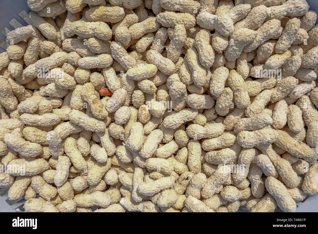 Dried roasted and salted peanuts in their shells Stock Photo Alamy