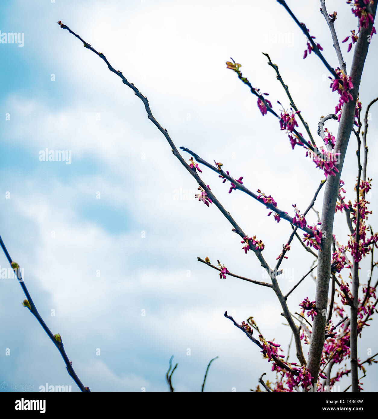 Tree-top bloom Stock Photo