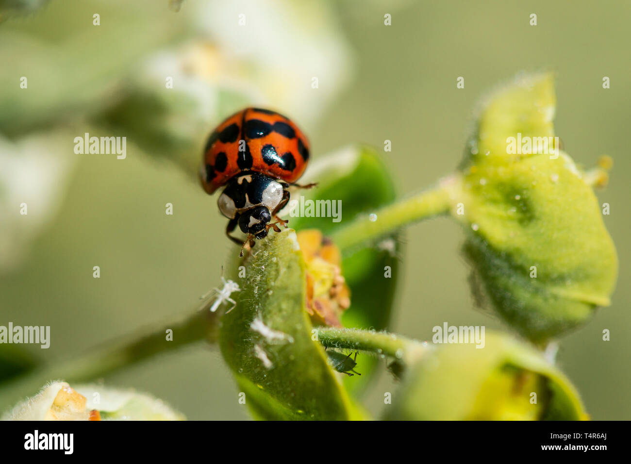 A harlequin ladybird (Harmonia axyridis) on a Euphorbia Stock Photo