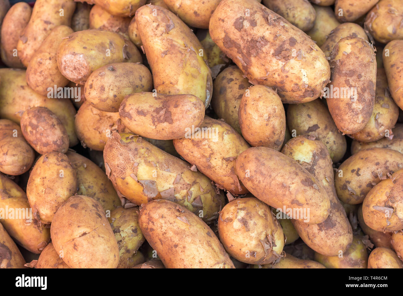 Tubers of potatoes after harvest Stock Photo