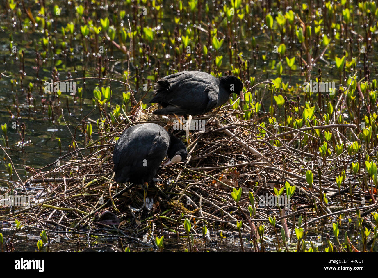A pair of coots (Fulica atra) on a nest with eggs Stock Photo