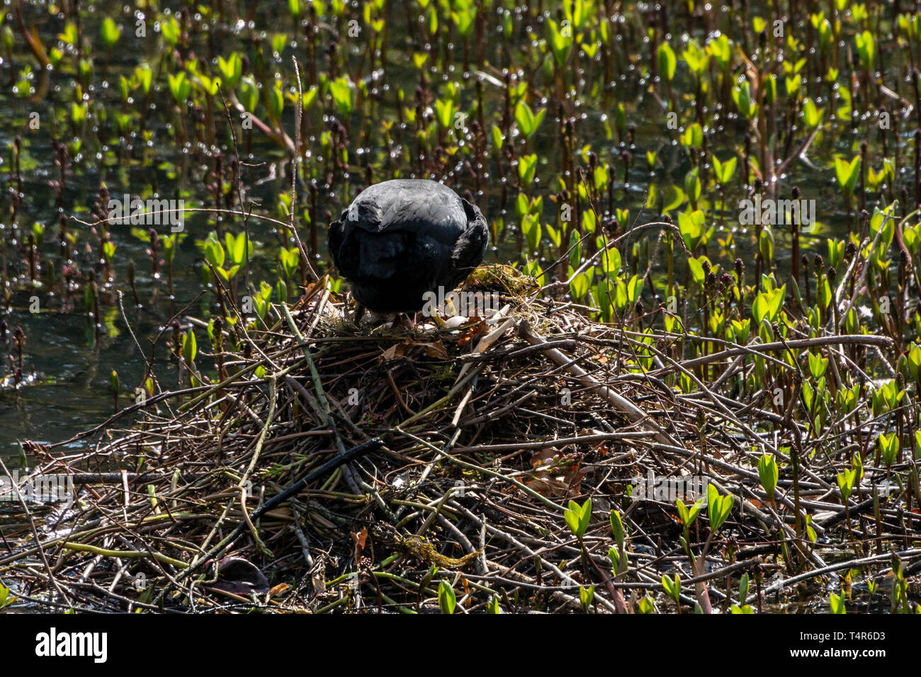A coot (Fulica atra) inspecting eggs in its nest Stock Photo