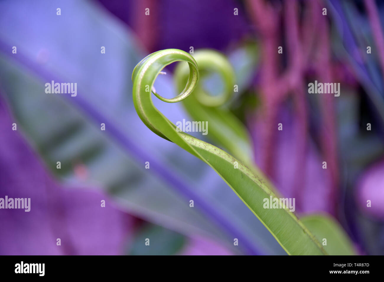 New Leaf Spring Nature and plant life Stock Photo Alamy