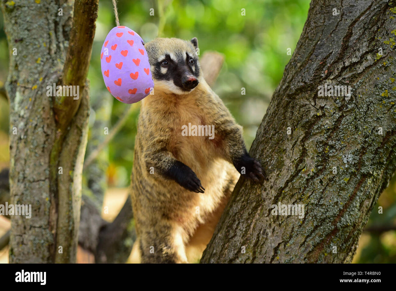 London, UK.  18 April 2019.  Colourful papier-mâché eggs filled with tasty treats are offered to ring-tailed coatis at ZSL London Zoo in the run up to Easter.  Credit: Stephen Chung / Alamy Live News Stock Photo