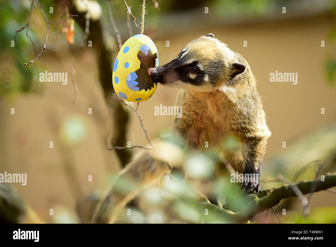 London, UK.  18 April 2019.  Colourful papier-mâché eggs filled with tasty treats are offered to ring-tailed coatis at ZSL London Zoo in the run up to Easter.  Credit: Stephen Chung / Alamy Live News Stock Photo