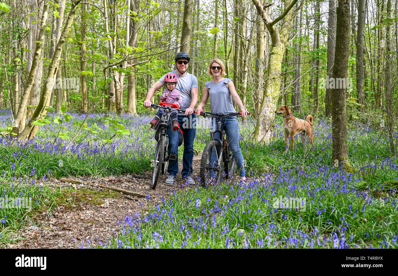 Brighton, UK. 18th Apr, 2019. A family enjoy a cycle ride on a warm sunny day through Stanmer Park in Brighton which is carpeted in bluebells as the weather is forecast to be warm and sunny over the Easter weekend with temperatures expected to reach over twenty degrees in some parts of the South East Credit: Simon Dack/Alamy Live News Stock Photo