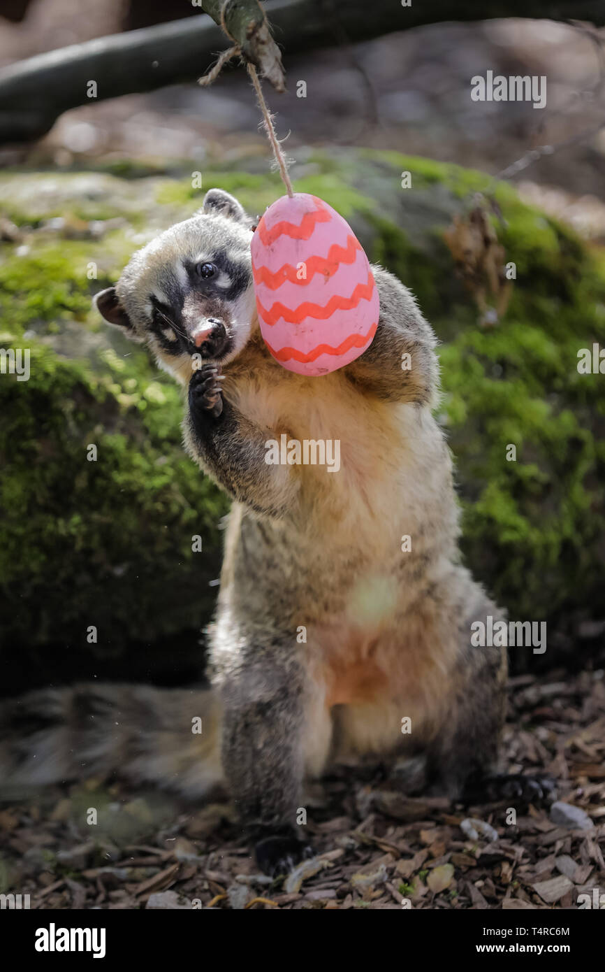 London, UK. 18th Apr, 2019. ZSL London Zoo keepers prepared an Easter egg hunt for the animals.  The Zoo’s four ring-tailed coatis, Frankie, Shaggy, Velma and Brush, searching their lush forest den to find brightly coloured eggs stuffed with their favourite tasty crickets. Credit: Chris Aubrey/Alamy Live News Stock Photo