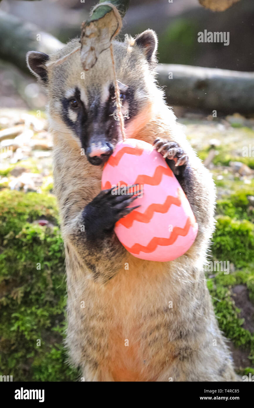 ZSL London Zoo, London, UK. 18th Apr, 2019. The Zoo's four ring-tailed coatis (Nasua nasua), Frankie, Shaggy, Velma and Brush, search their den to find brightly coloured eggs stuffed with their favourite tasty crickets Credit: Imageplotter/Alamy Live News Stock Photo
