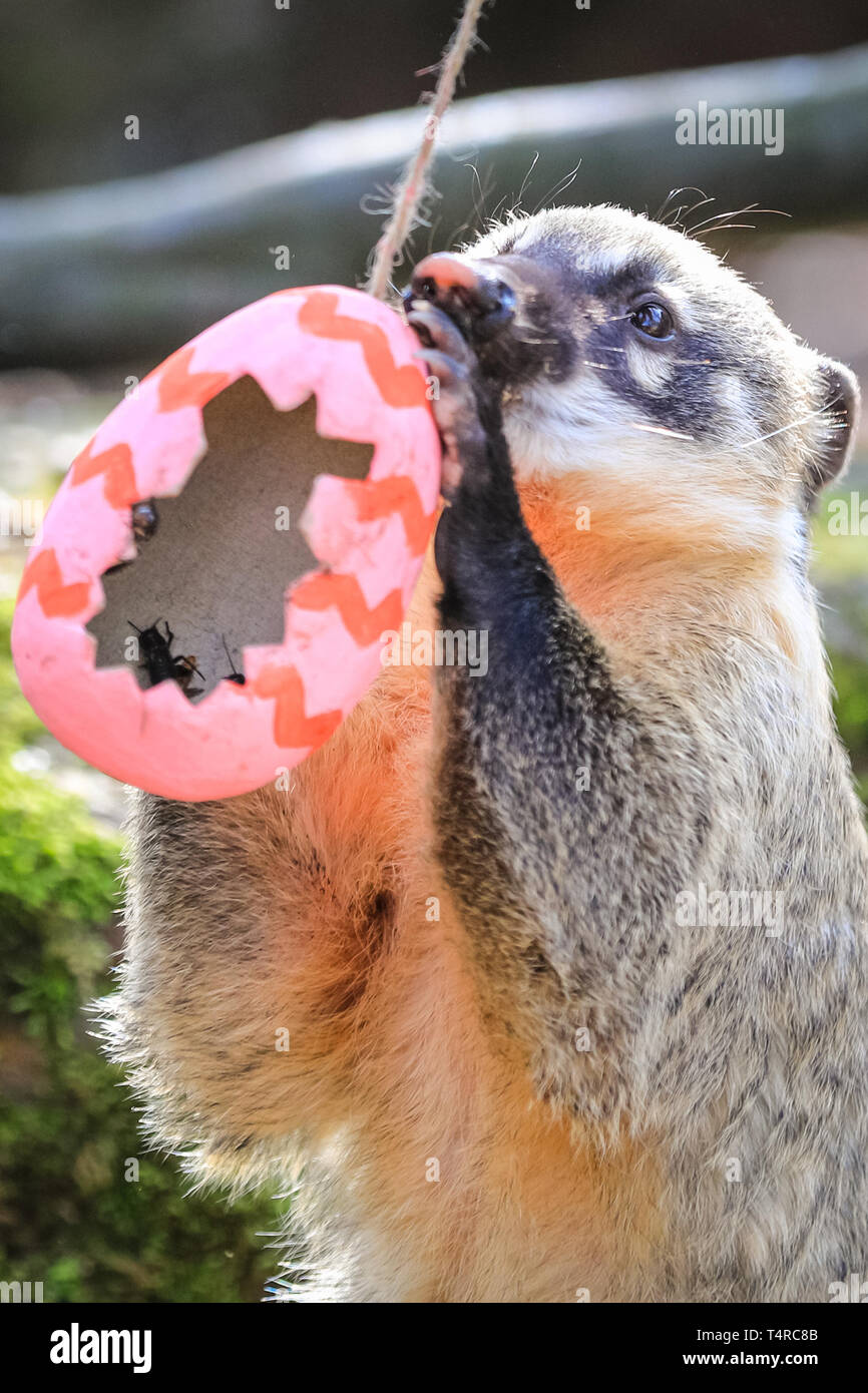 ZSL London Zoo, London, UK. 18th Apr, 2019. The Zoo's four ring-tailed coatis (Nasua nasua), Frankie, Shaggy, Velma and Brush, search their den to find brightly coloured eggs stuffed with their favourite tasty crickets Credit: Imageplotter/Alamy Live News Stock Photo