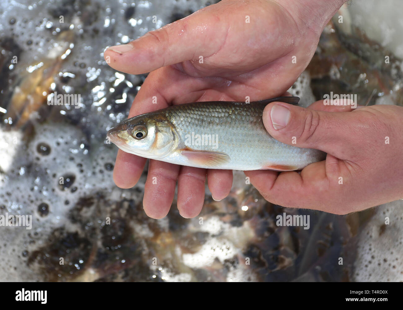18 April 2019, Bavaria, Waltenhofen: Guido Neumann, master fish farmer, holds a nose over a bucket. During a renaturation campaign 5700 noses and 2000 barbs were 'released' into the river Iller. Photo: Karl-Josef Hildenbrand/dpa Stock Photo