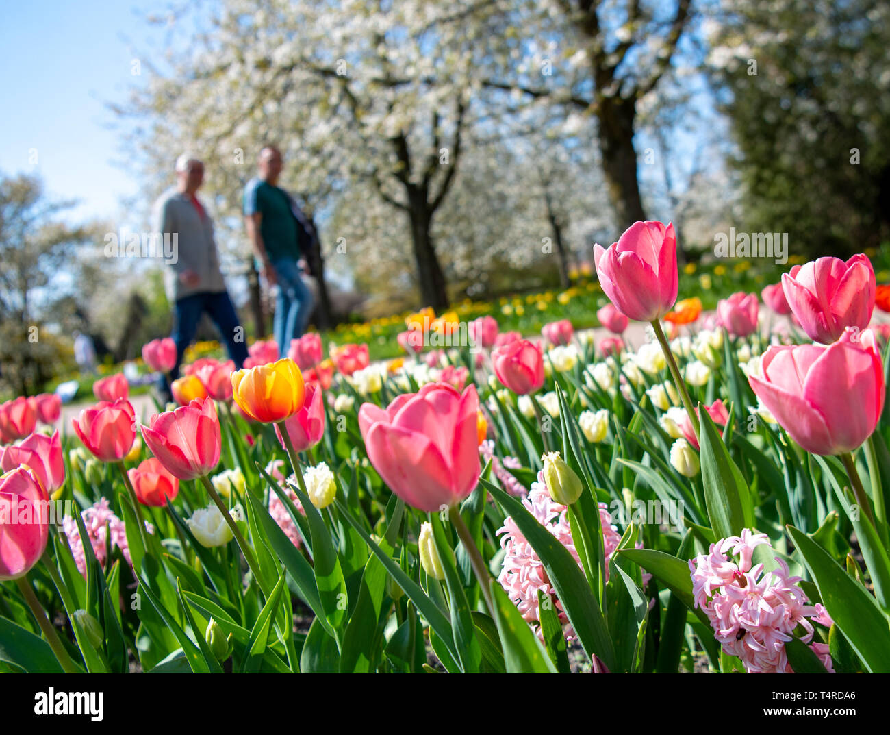 Berlin, Germany. 18th Apr, 2019. Visitors pass by flowering tulips and