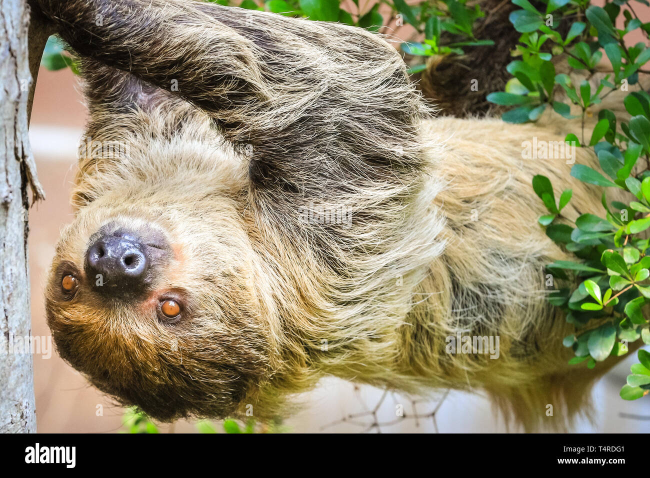 Slowest animal hi-res stock photography and images - Alamy