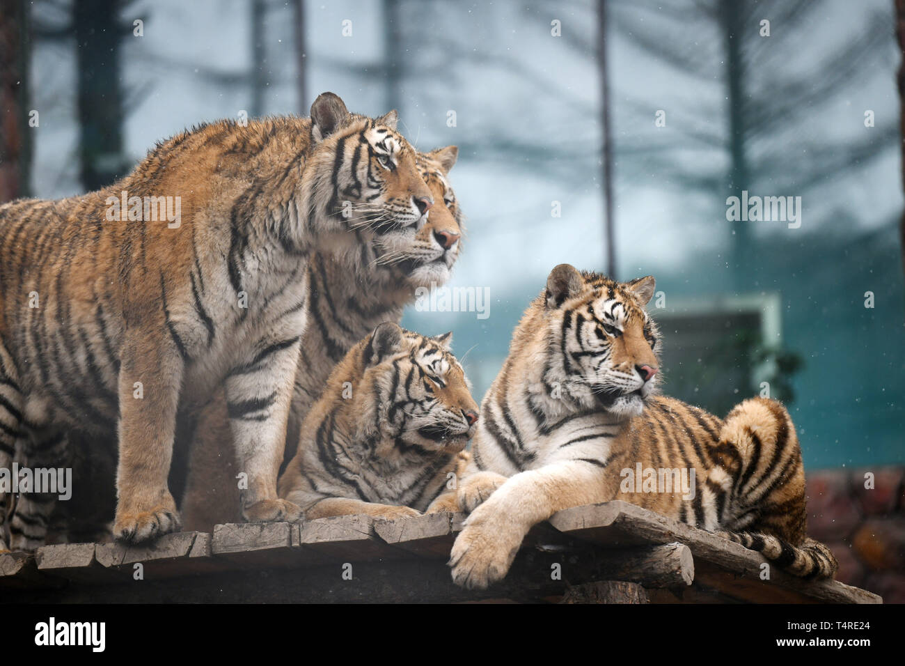 Hailin, China's Heilongjiang Province. 18th Apr, 2019. Siberian tigers look around at a tiger park as snow falls in Hailin, northeast China's Heilongjiang Province, April 18, 2019. Credit: Wang Jianwei/Xinhua/Alamy Live News Stock Photo