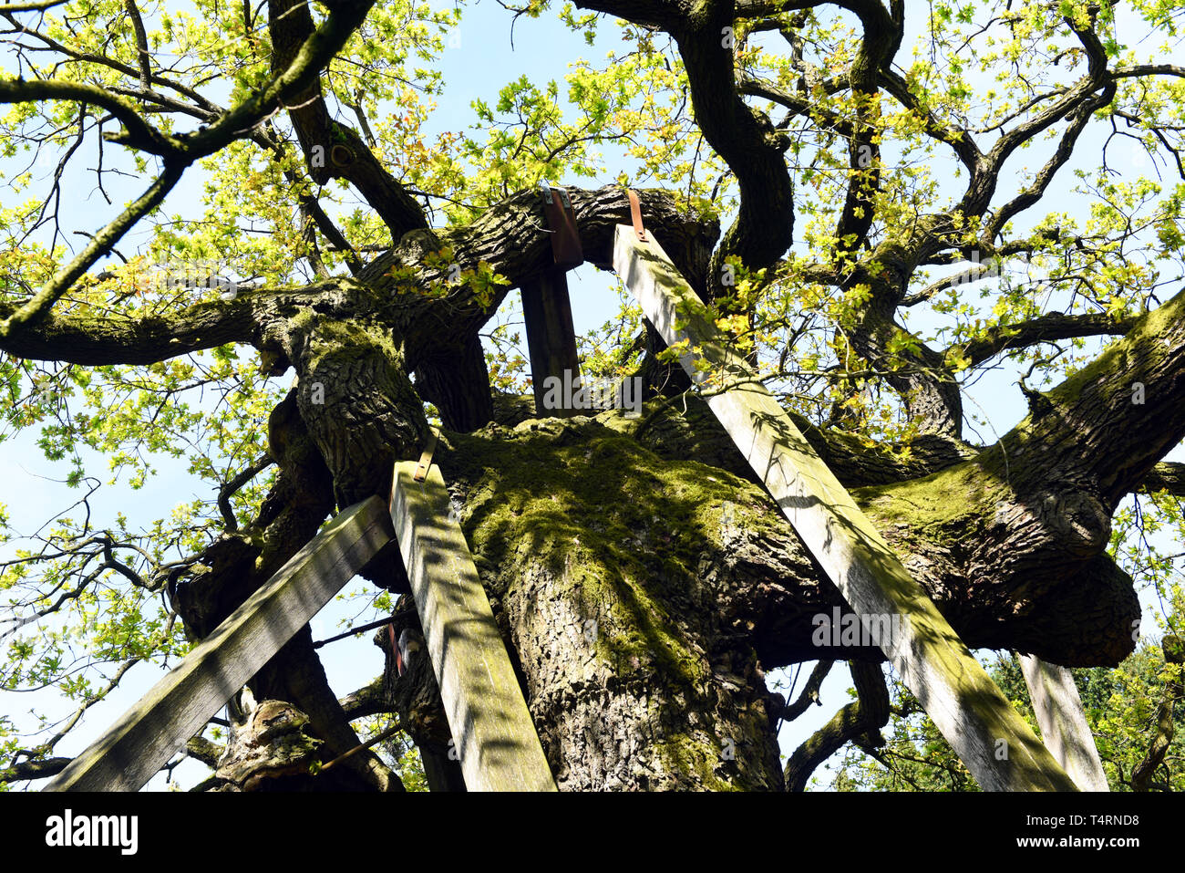 Matchmaking Tree Raesfeld, Germany. 18th Apr, 2019. The Femeiche (treetop), under which ...
