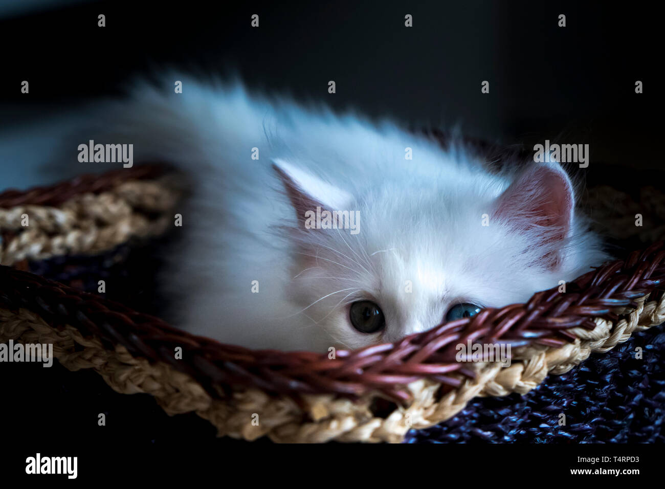 cute kitten is in a basket Stock Photo
