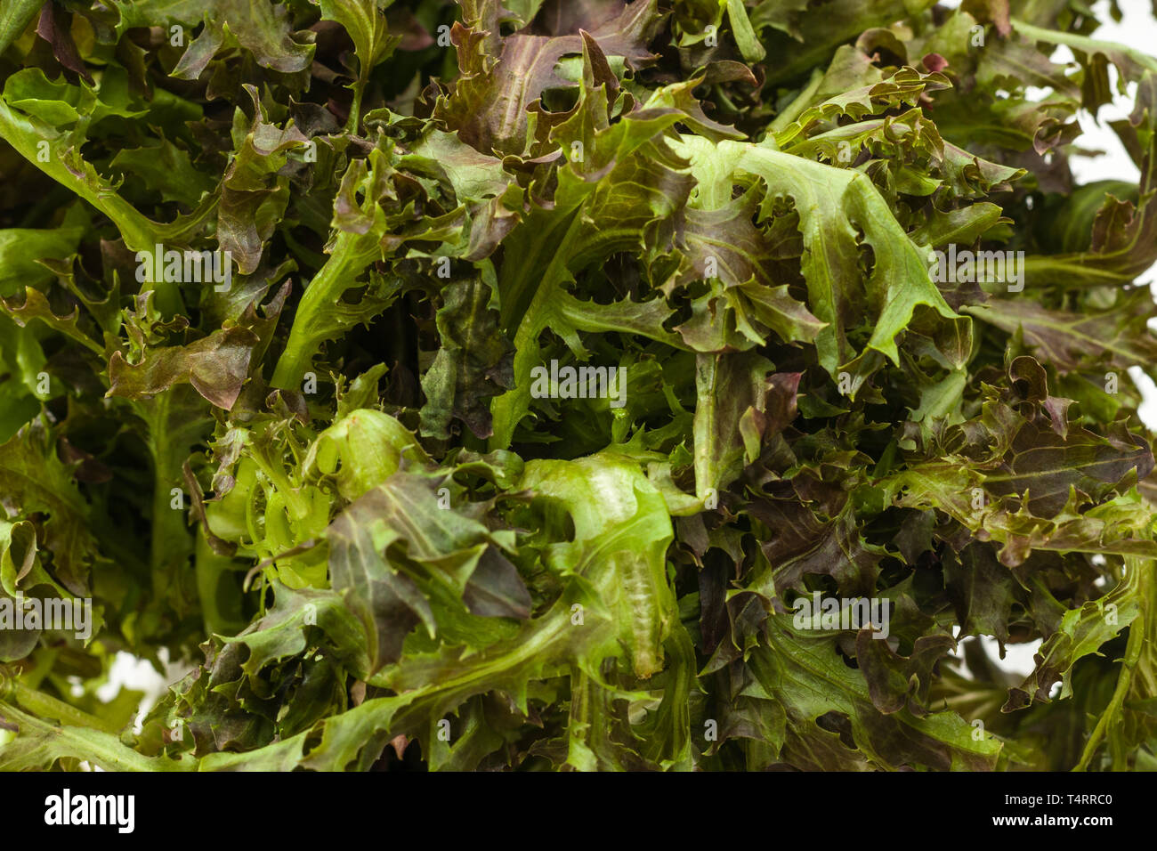 Red Lettuce (Lollo Rosso) on. a white background Stock Photo