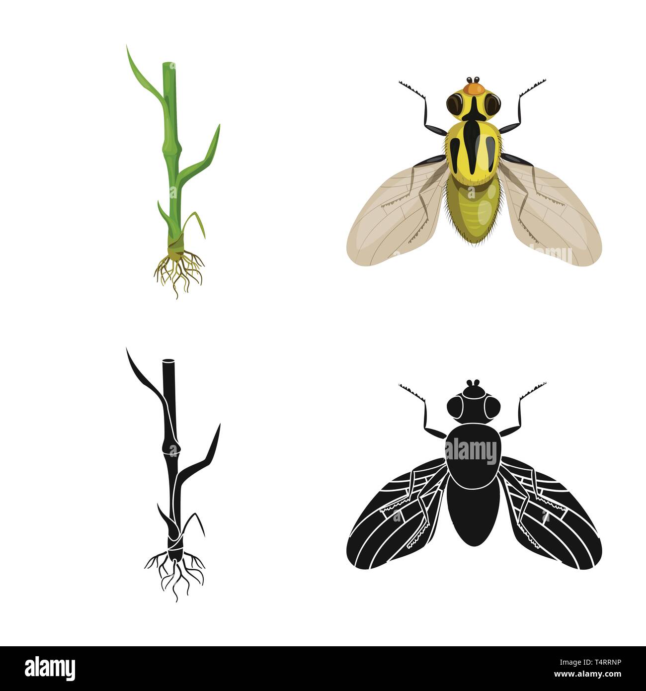Corn pest Stock Vector Images - Alamy