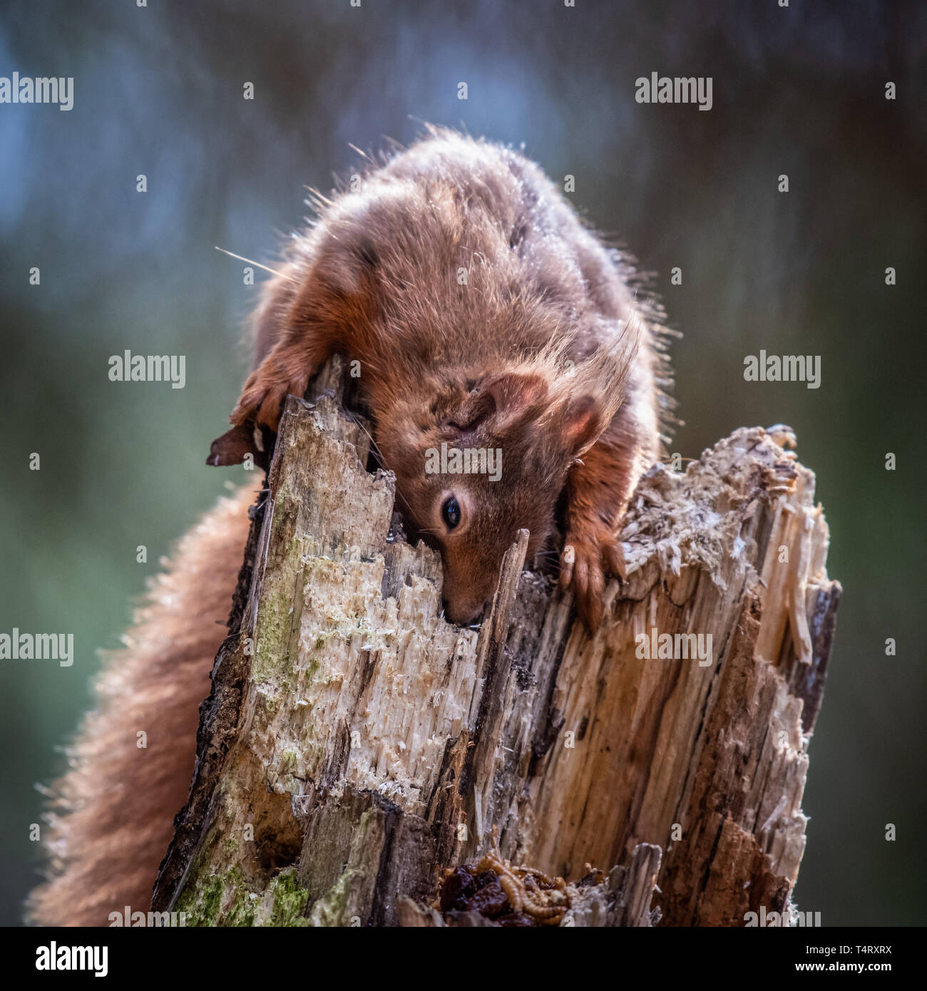The red squirrel is our native squirrel and is most often found in coniferous woods. This image was taken in woodland in Stirlingshire, Scotland Stock Photo