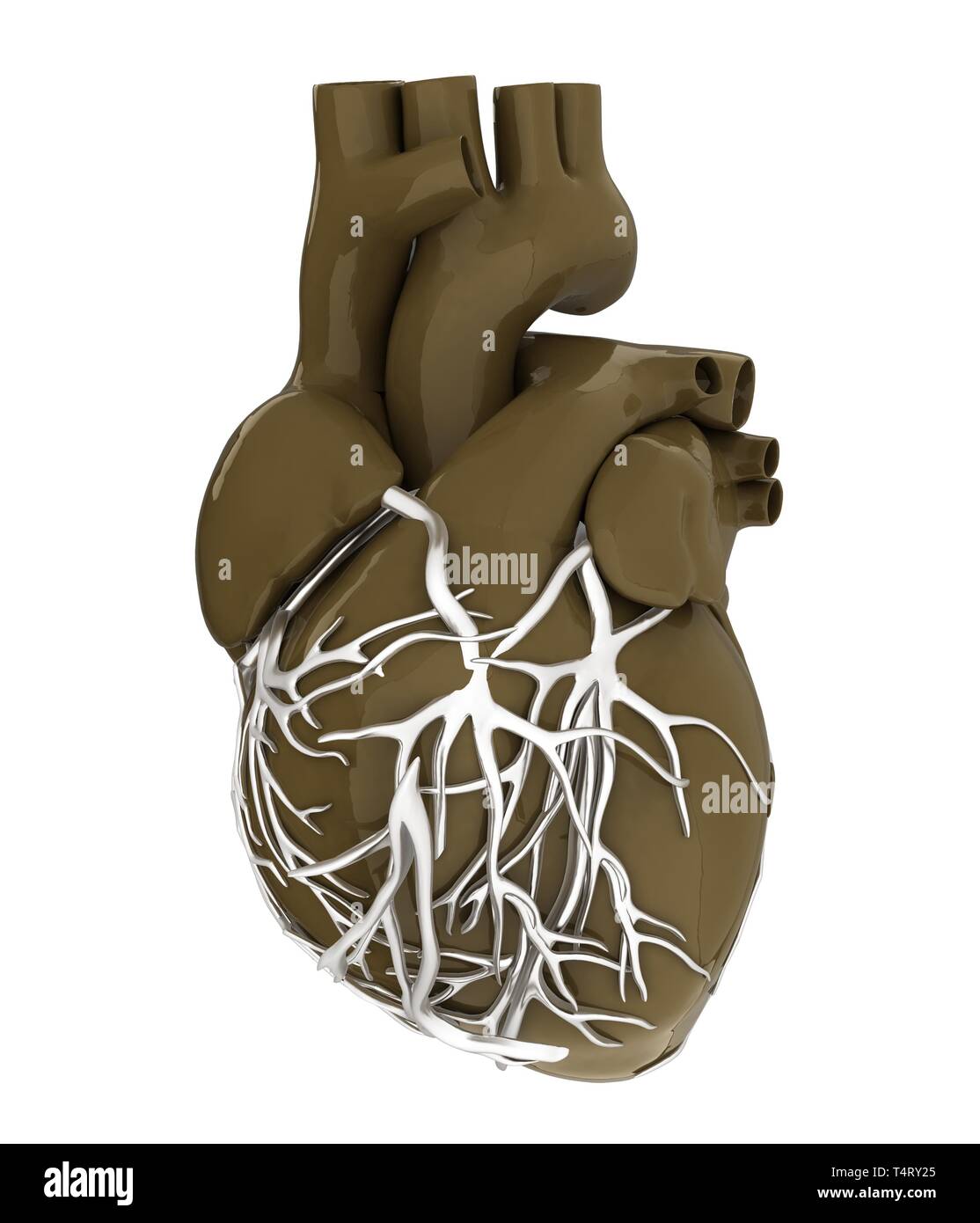 Anatomical illustration human heart hi-res stock photography and images ...