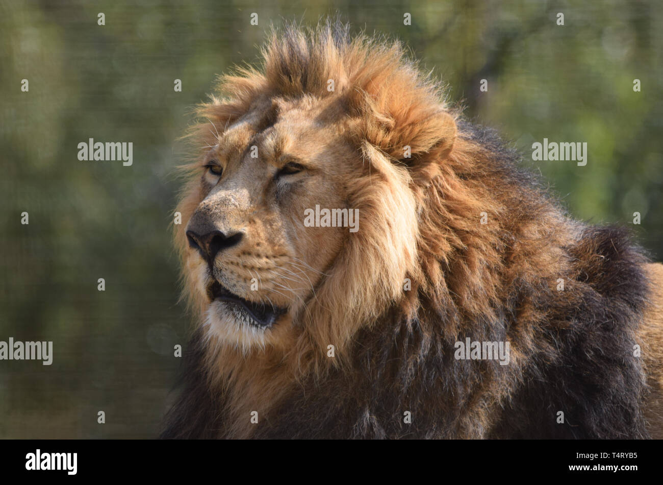 Male lion close up portrait Stock Photo