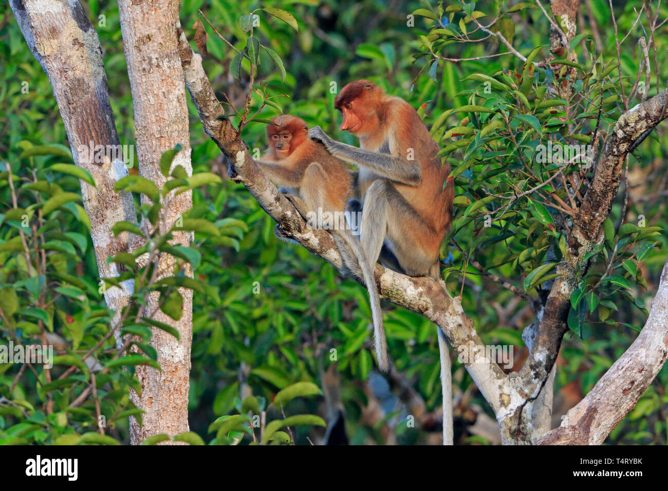 Adult Proboscis Monkey grooming a youngster in Tanjung Putting Nature Reserve Kalimantan Borneo Indonesia Stock Photo