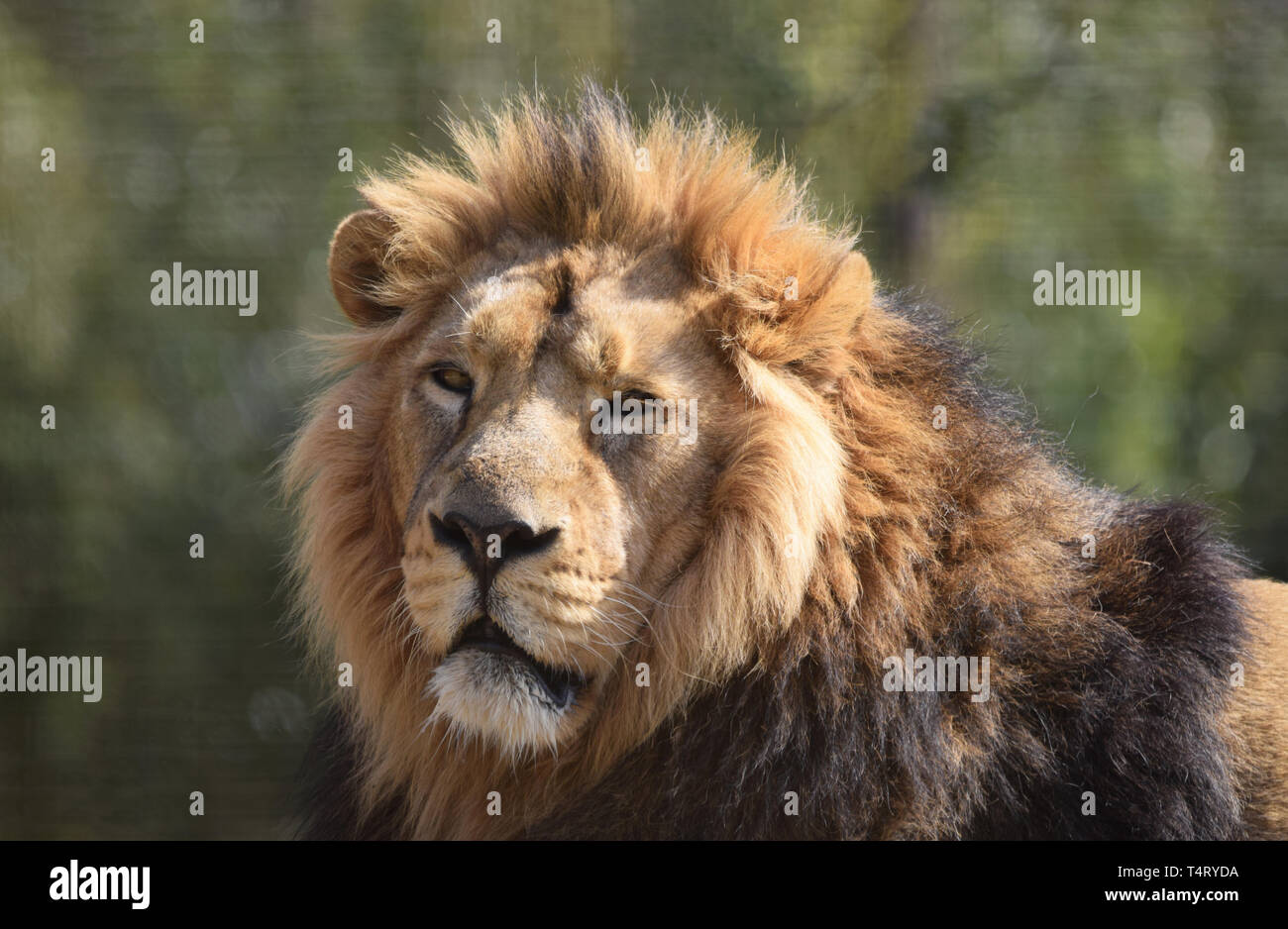 Male lion close up portrait Stock Photo