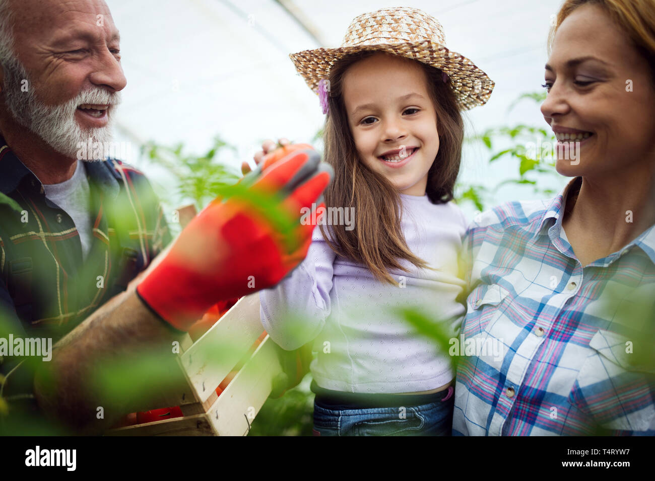Grandfather growing organic vegetables with grandchildren and family at farm Stock Photo