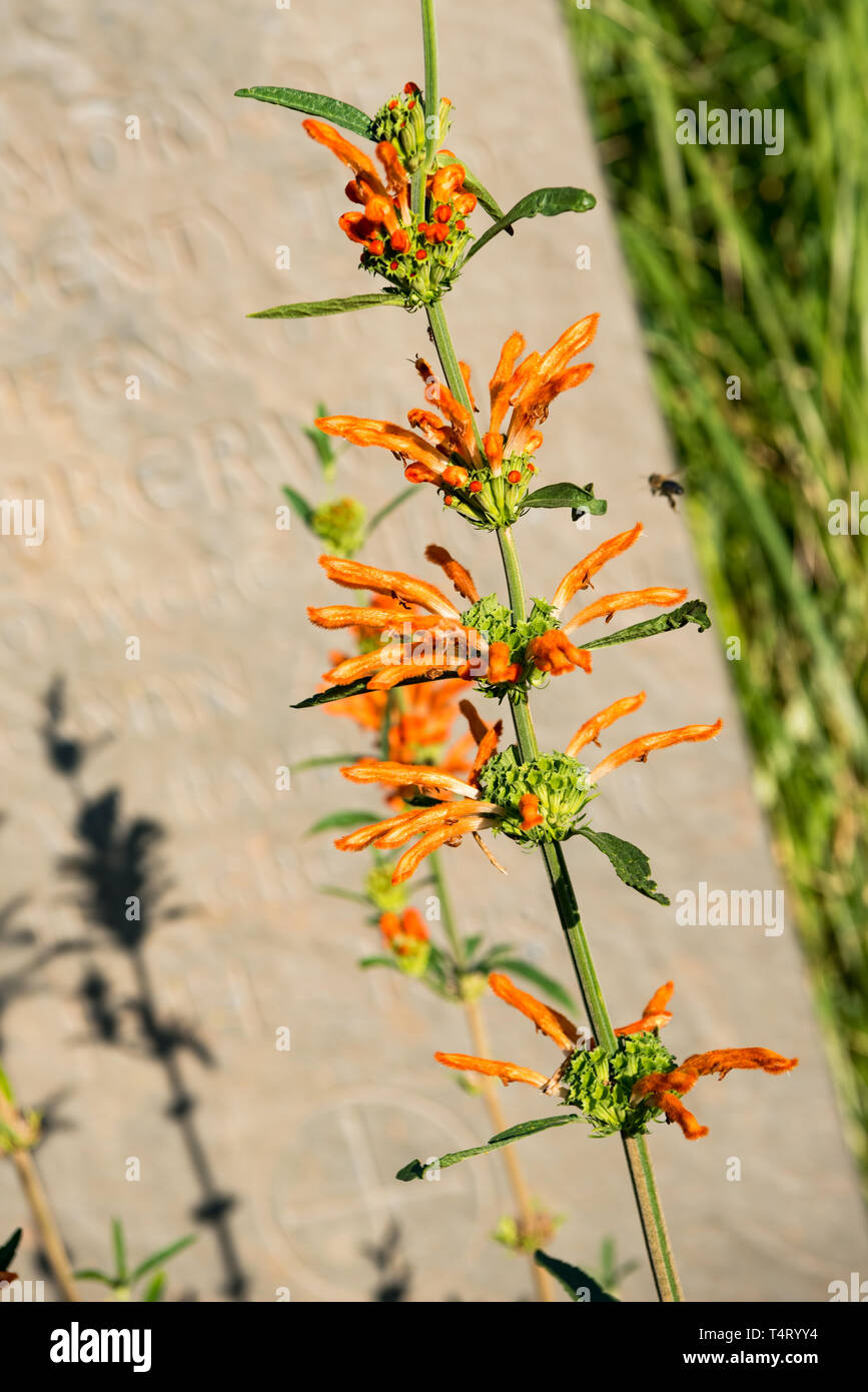 Burgess Park, London Stock Photo Alamy