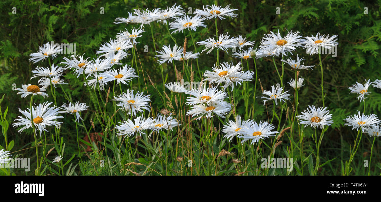 Leucanthemum maximum Shasta daisy, max chrysanthemum, Daisy Crazy, wheel, chain, chamomel, gang bang in flowerbed. Stock Photo
