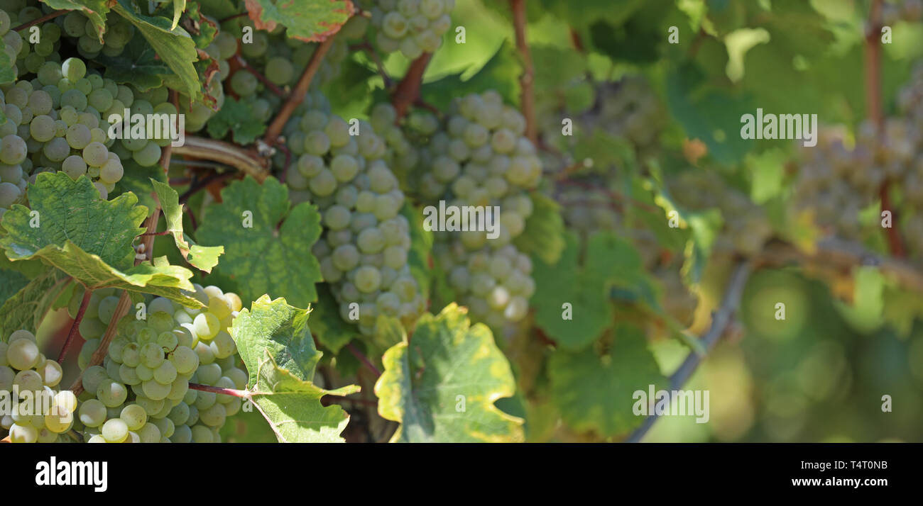 White grapes on one vine Stock Photo Alamy