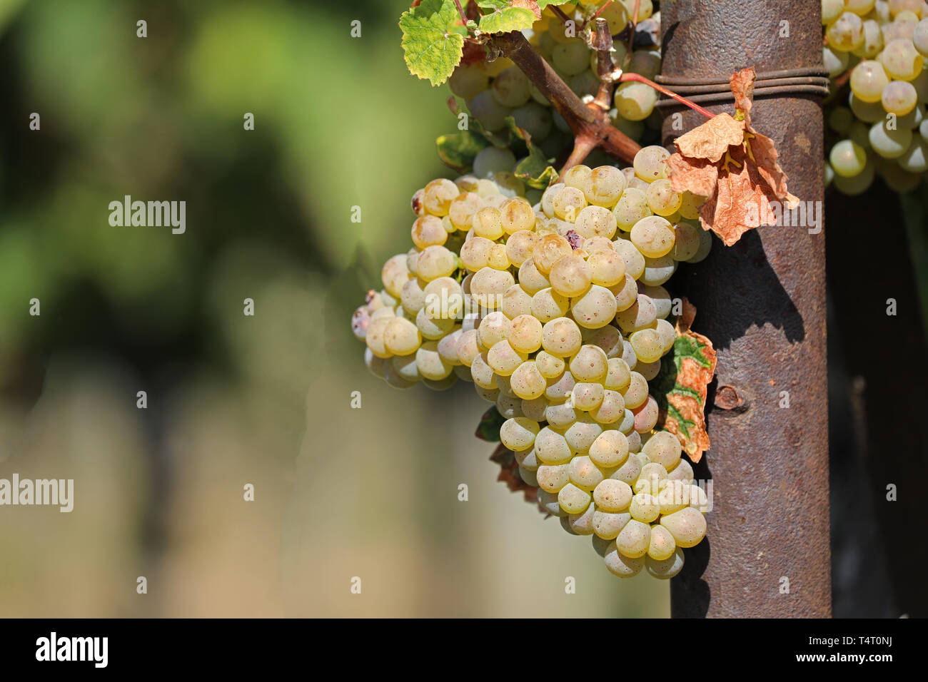 White grapes on one vine Stock Photo Alamy