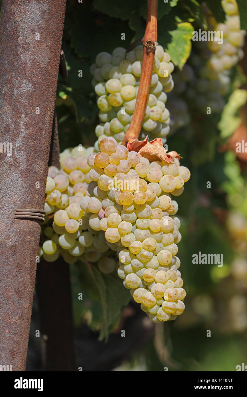 White grapes on one vine Stock Photo Alamy