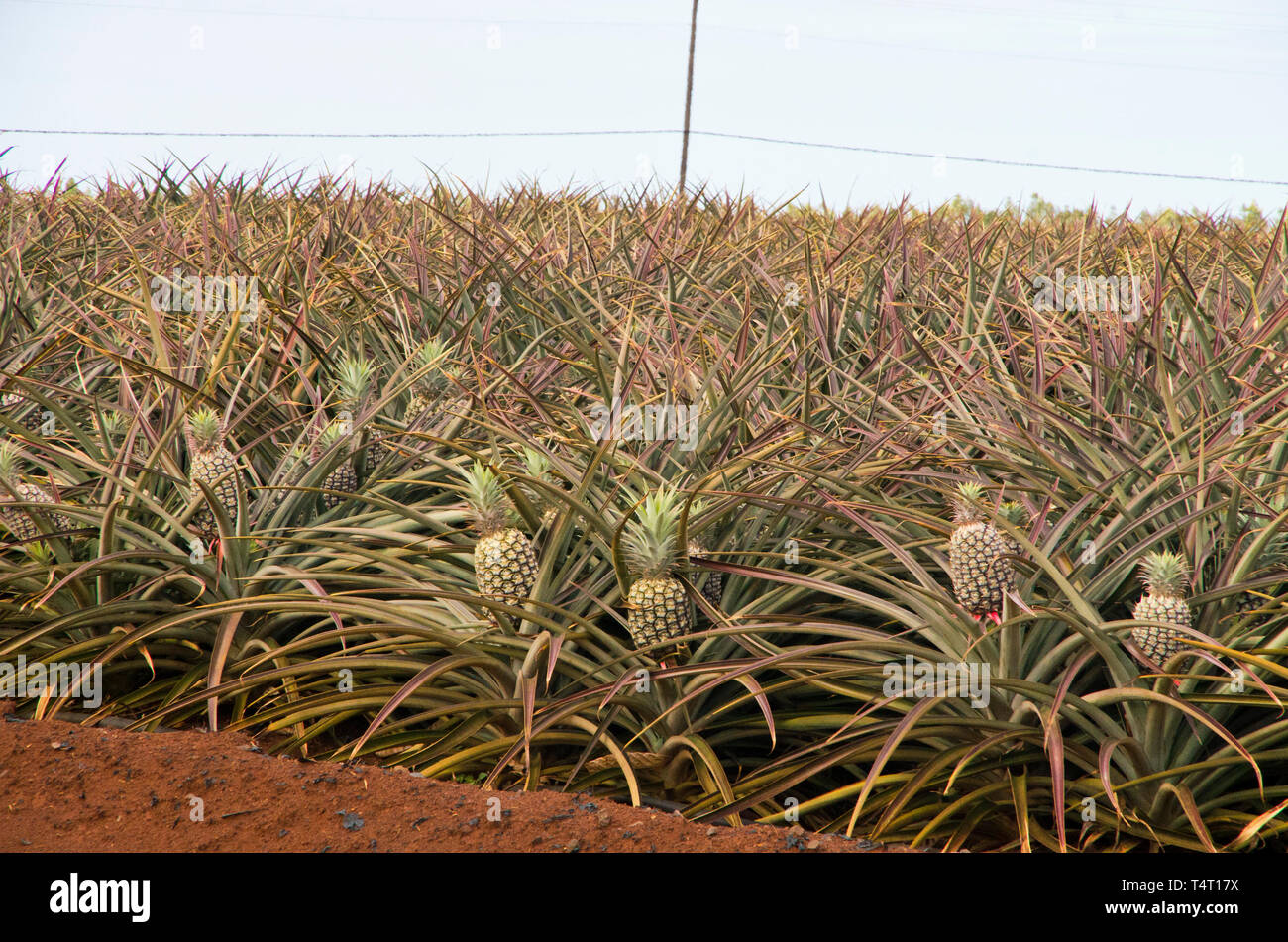 Dole pineapples hires stock photography and images Alamy