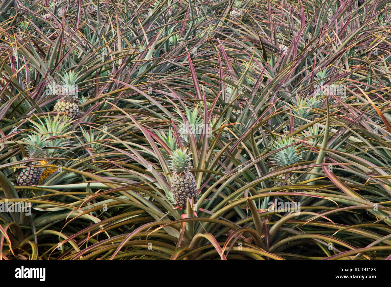 Pineapples growing in a field Stock Photo