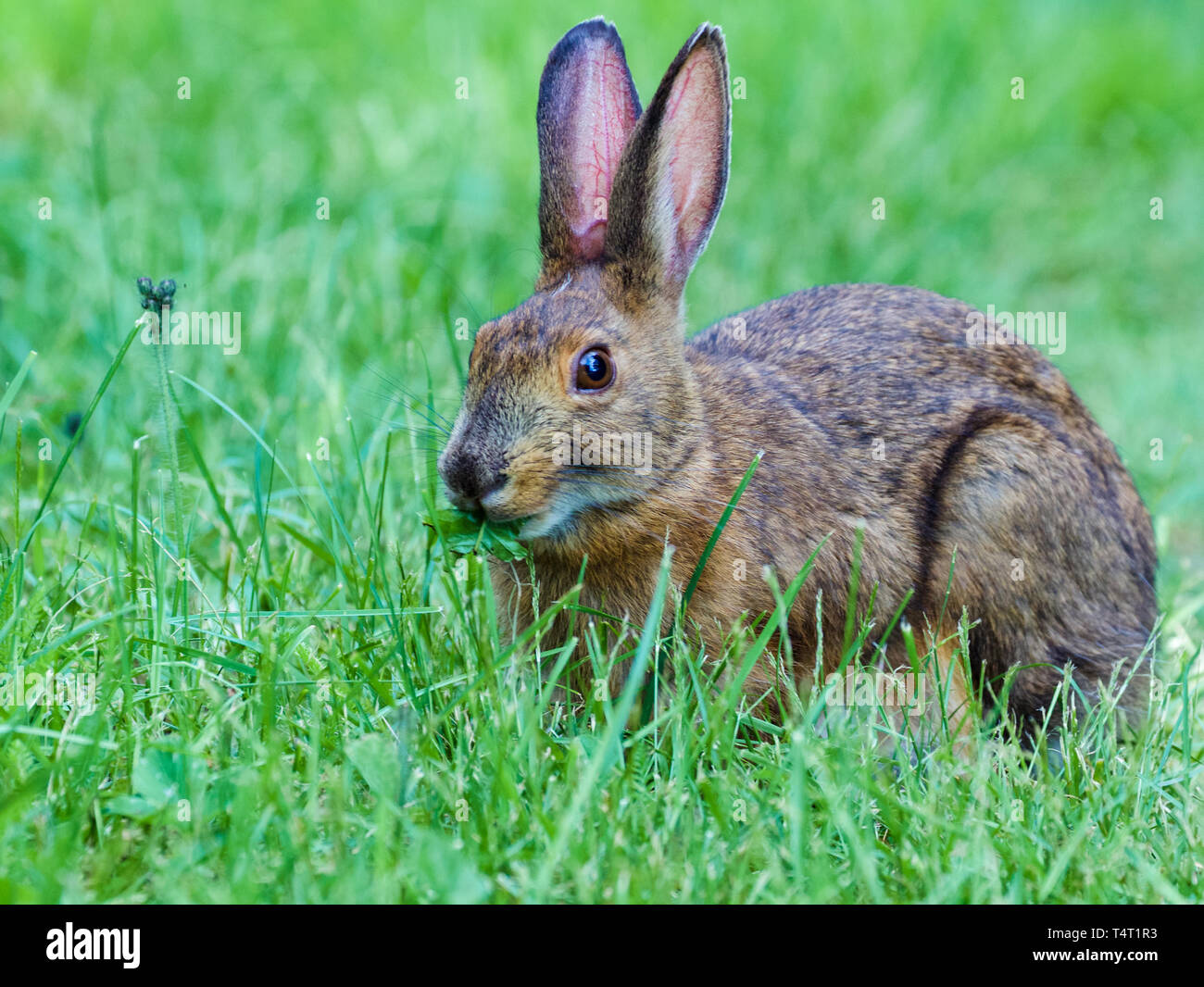 Side profile of a wide-eyed wild rabbit chewing on a leaf in the middle of a grassy field. Stock Photo
