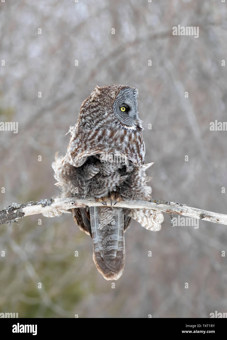 Great grey owl (Strix nebulosa) with feathers flying in the wind hunts