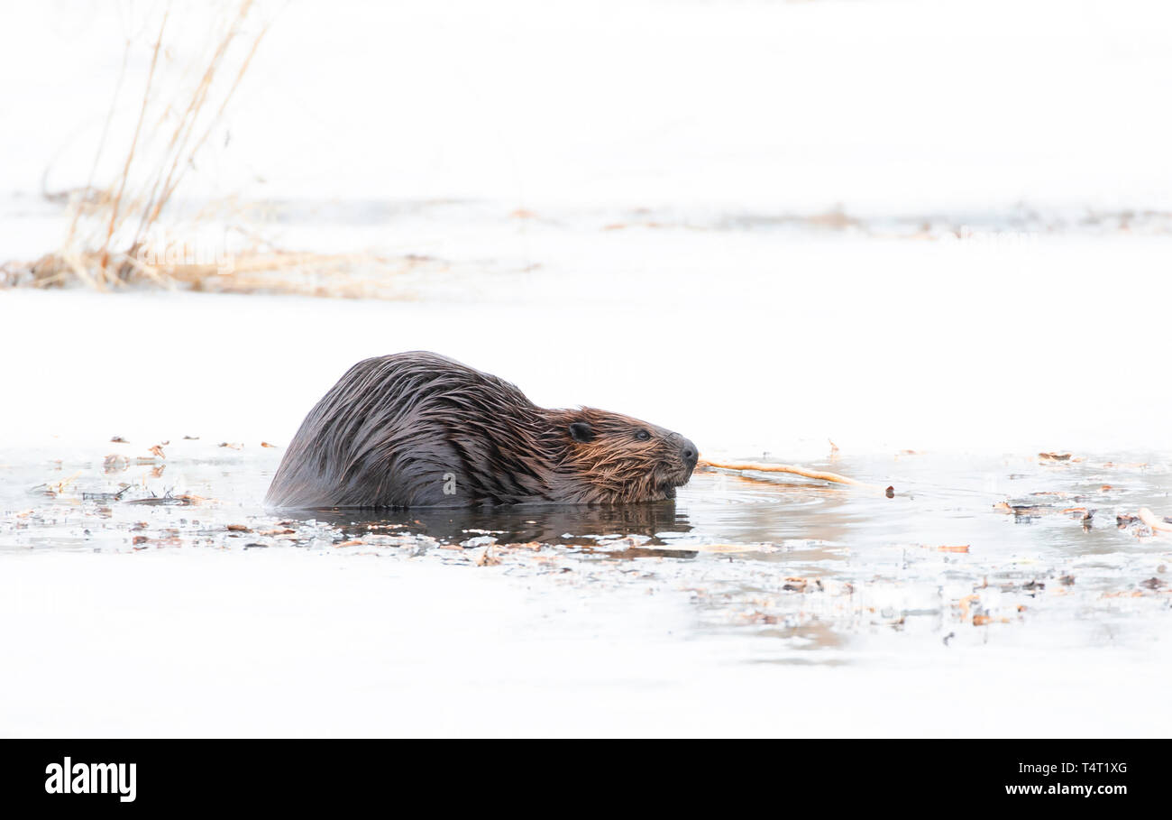 North American Beaver (Castor canadensis) sitting on an icy pond eating wood in early Spring in Canada Stock Photo