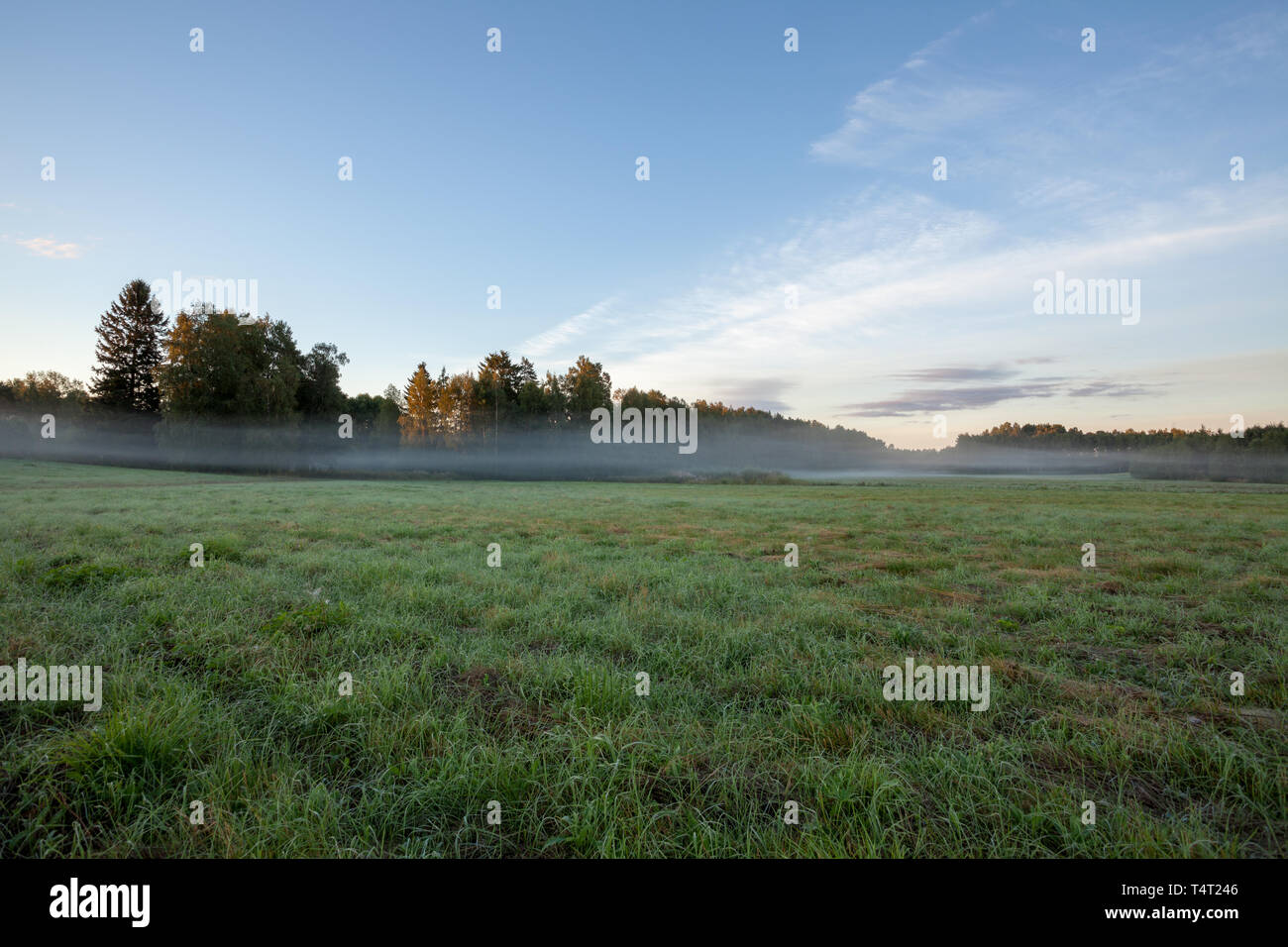 Meadow landscape with mist at dawn and sunrise light Stock Photo - Alamy