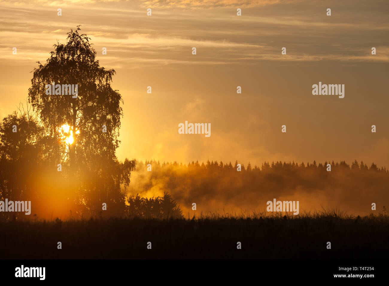 Meadow landscape with mist at dawn and sunrise light Stock Photo - Alamy