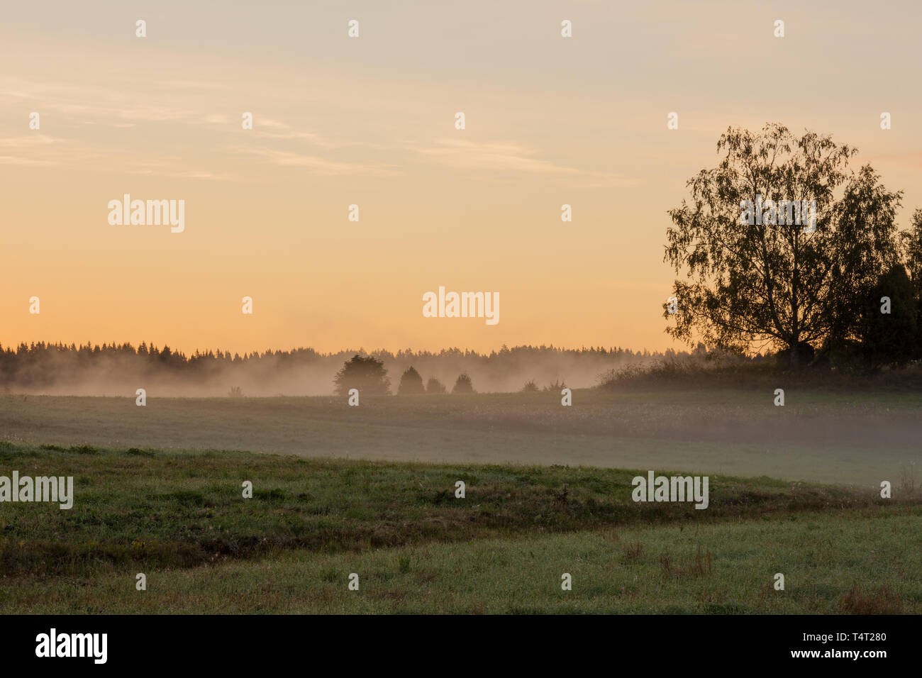 Meadow landscape with mist at dawn and sunrise light Stock Photo - Alamy