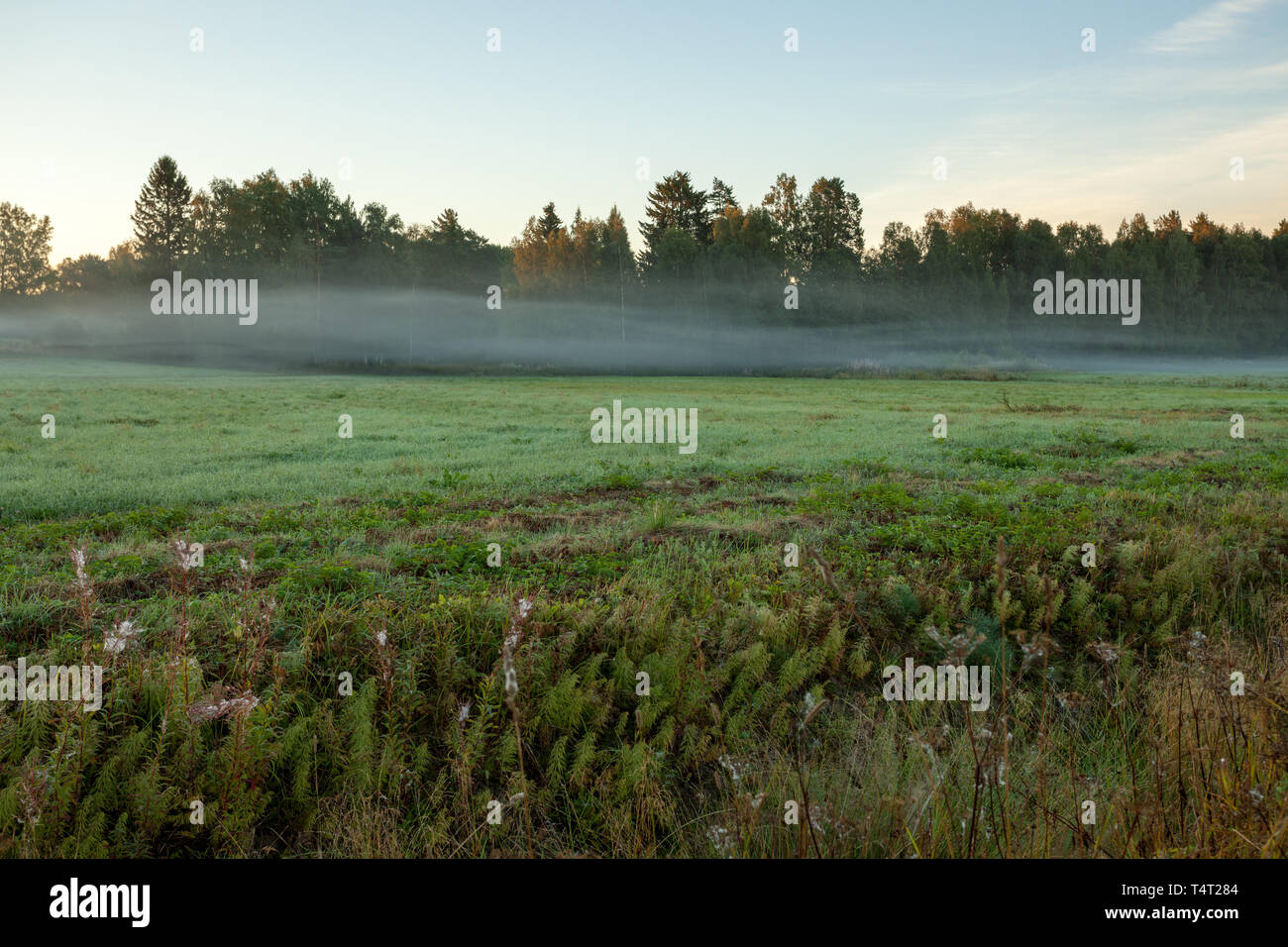 Meadow landscape with mist at dawn and sunrise light Stock Photo - Alamy