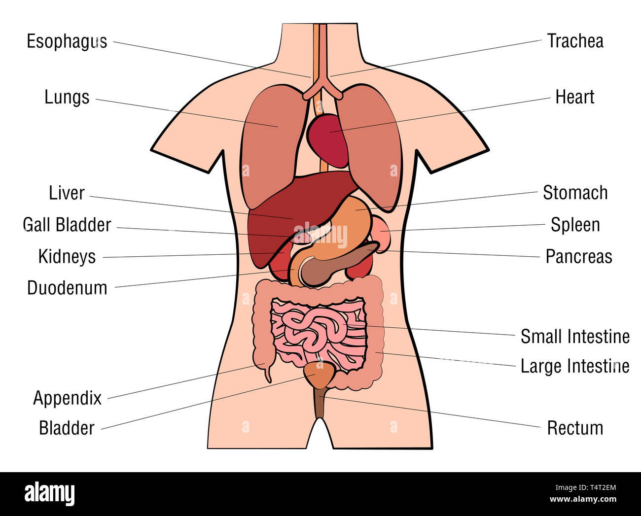 The The Liver Anatomical Chart