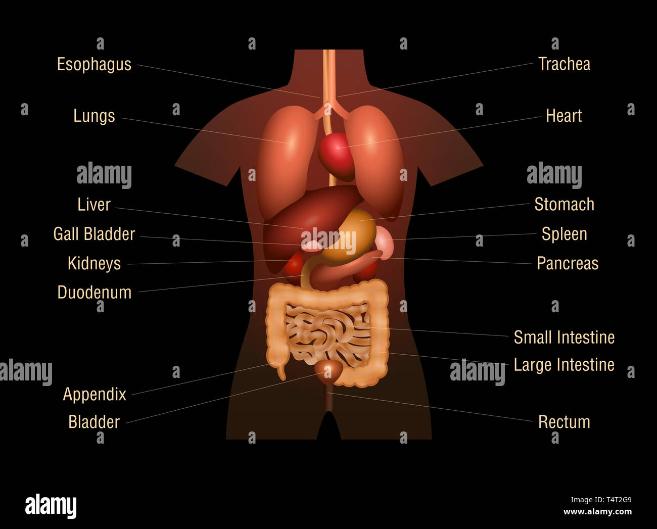 Internal Organs Three Dimensional Anatomy Chart With Inner
